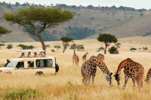 How to Safari in East Africa
