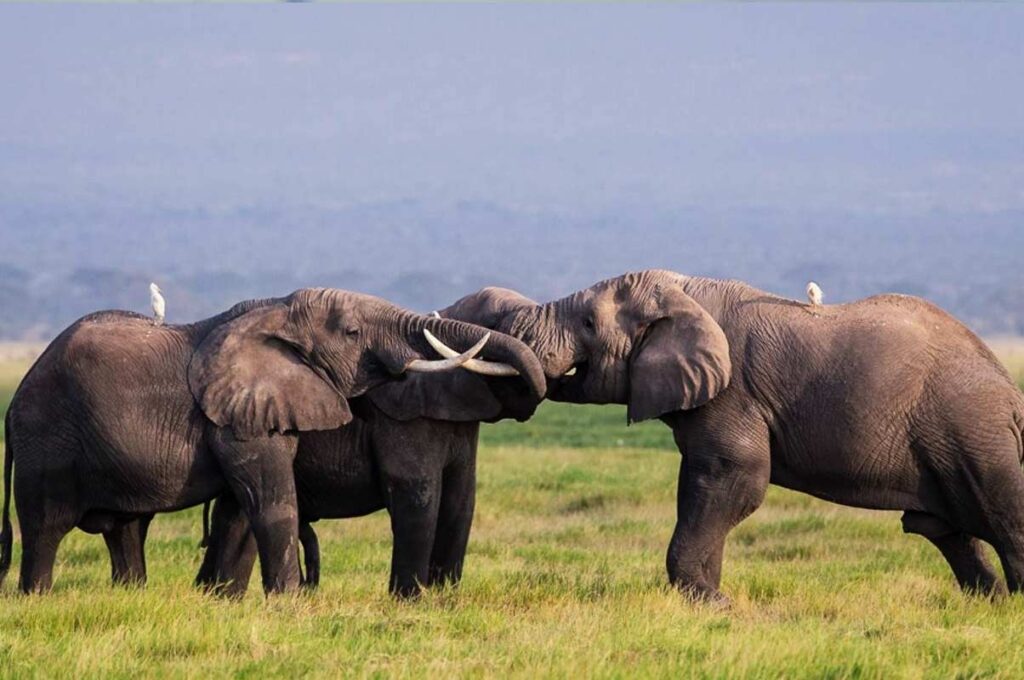 3 Days Kenya Elephant safari