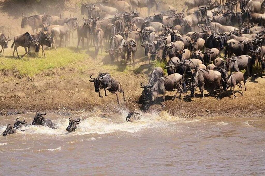 3 Days Maasai Mara wildlife safari