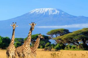 Kilimanjaro, Safari and Beaches