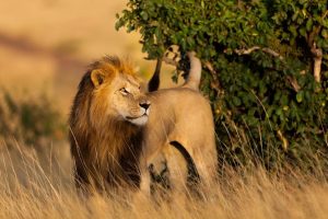 4Days Hakuna Matata Safari