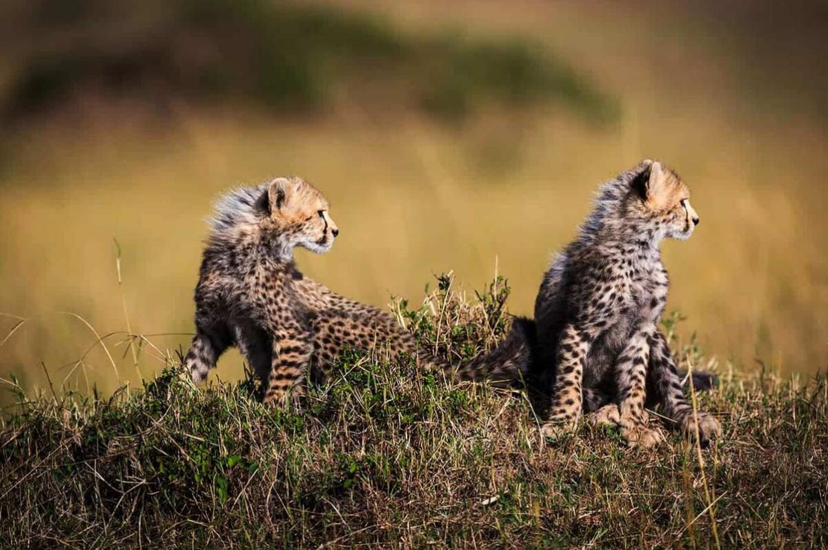Best of South Africa, Botswana and Victoria Falls-Zimbabwe