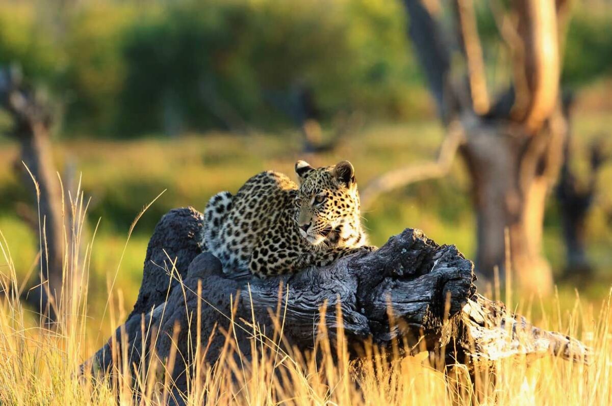 5 Days Kenya Experience Safari