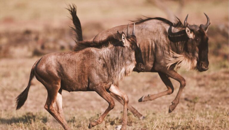 5 Days Tanzania Cultural and Wildlife Tour