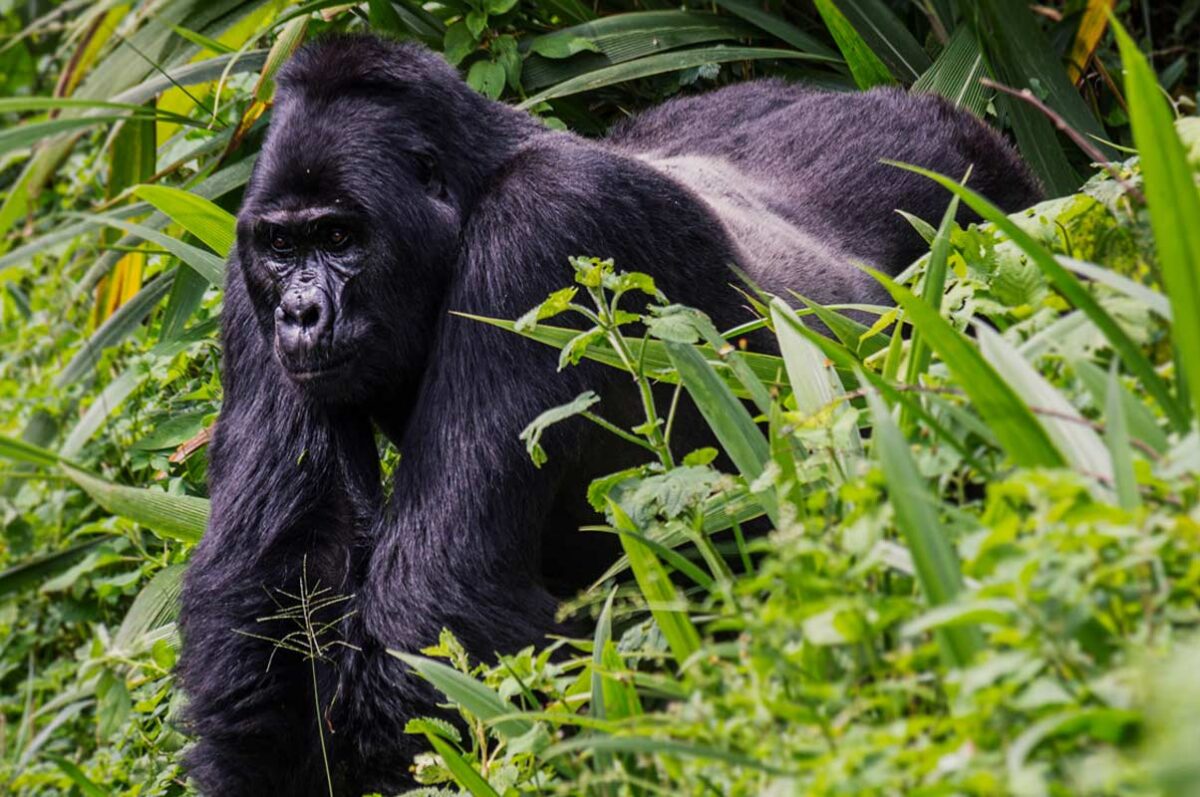 5 Days Uganda Gorilla Trekking safari