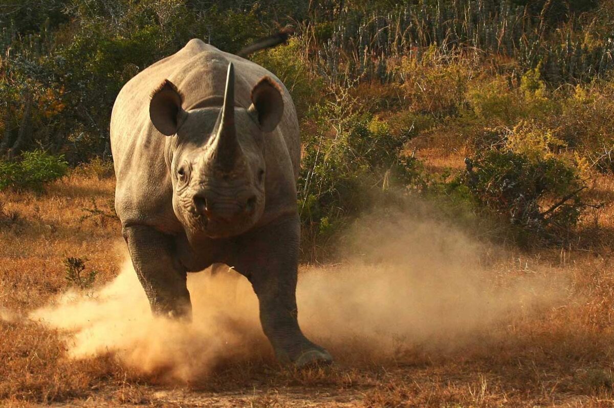 7 Days Big Five Safari