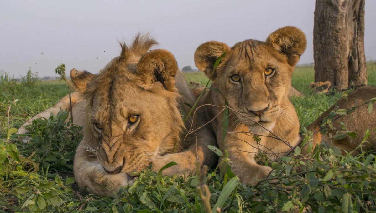 9 Days Tanzania Agriculture Tour and Safaris