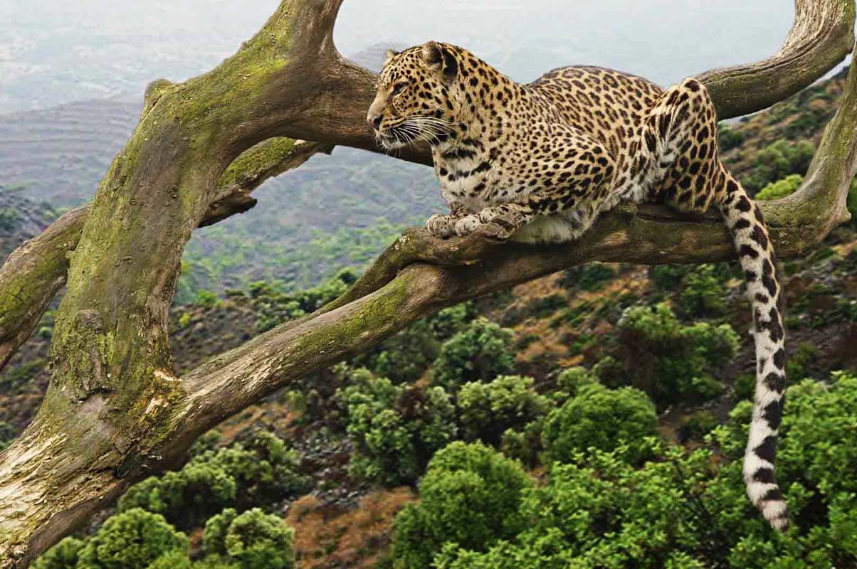 Rwanda Safari