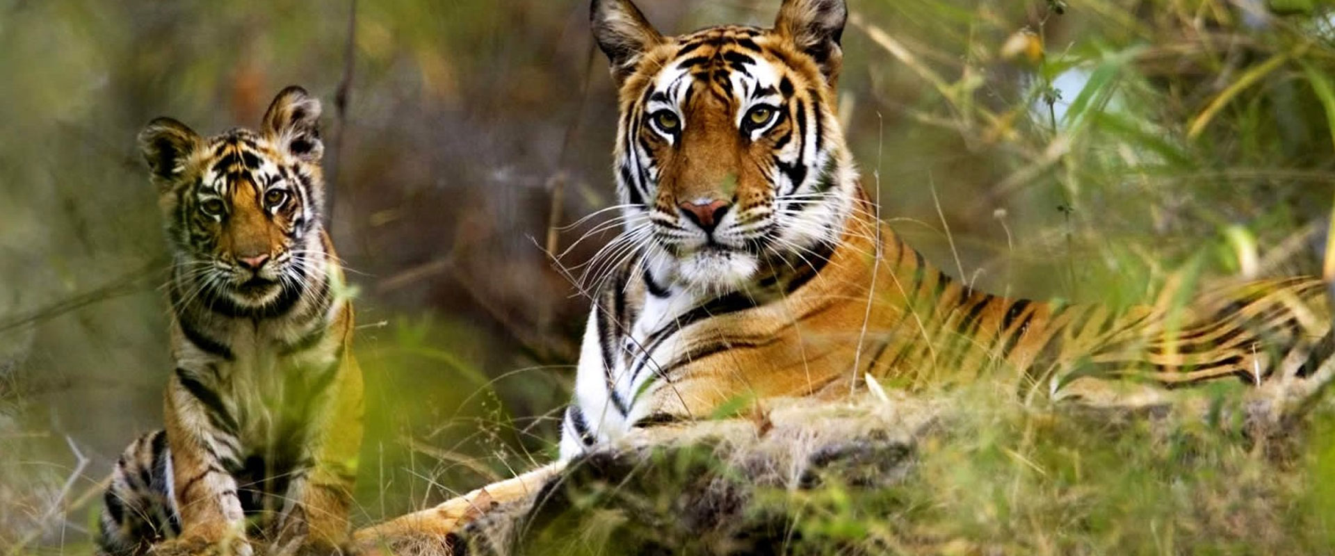 Affordable Safari Packages