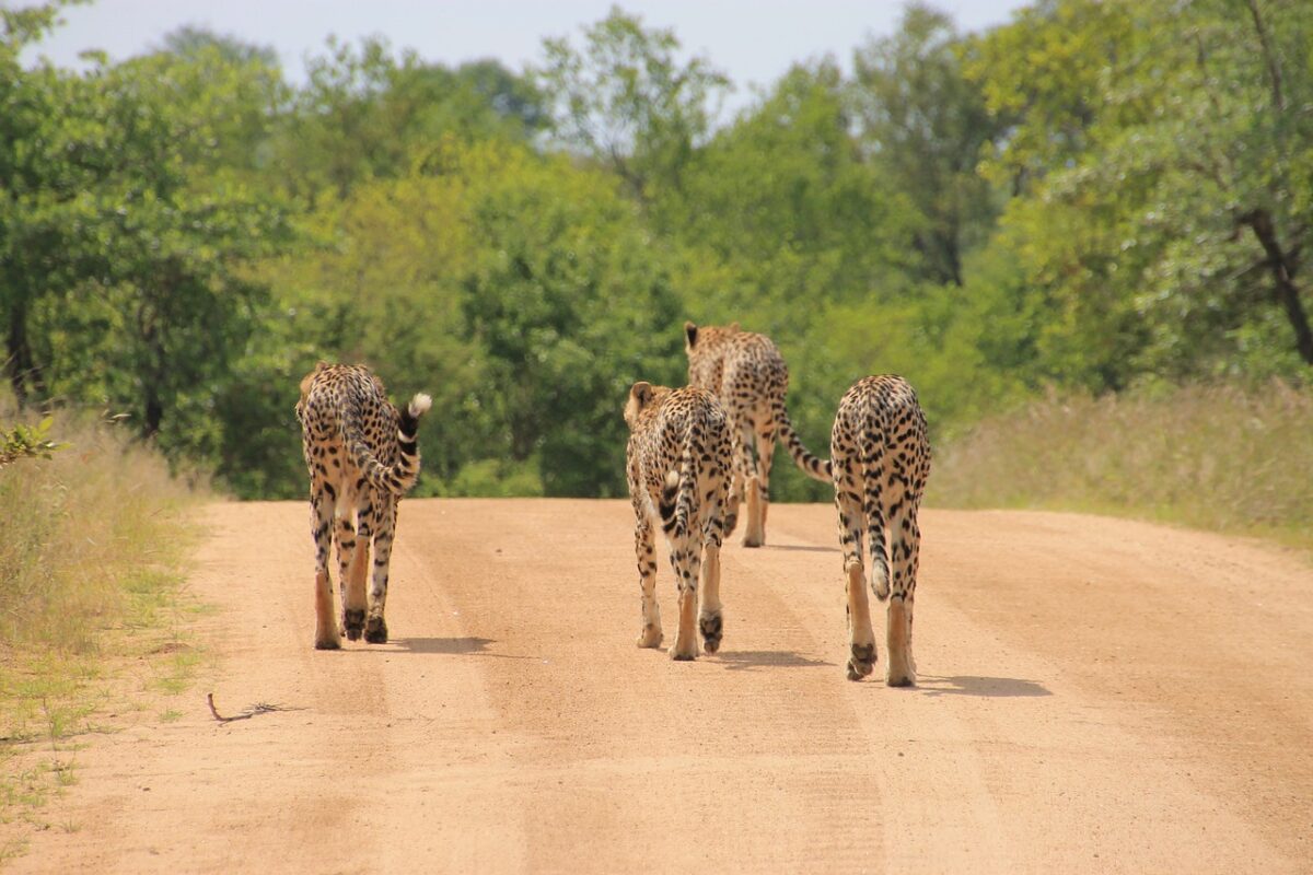 5 Days Kruger National Park Safaris
