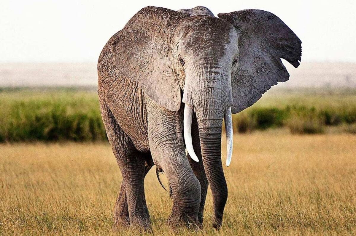 8 Days Kenya Experience Safari