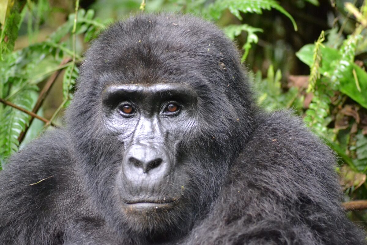 3 Days uganda flying gorilla trekking safari