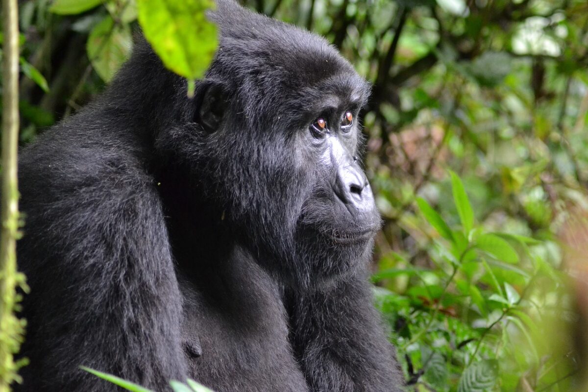 9 Days Gorillas And Chimpanzee trekking safari