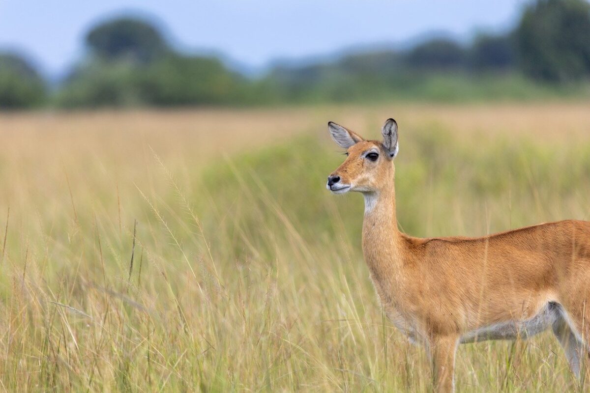 6 Days Murchison Falls & Queen Elizabeth wildlife safari