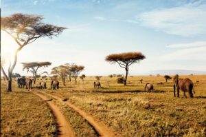 Tanzania Safari