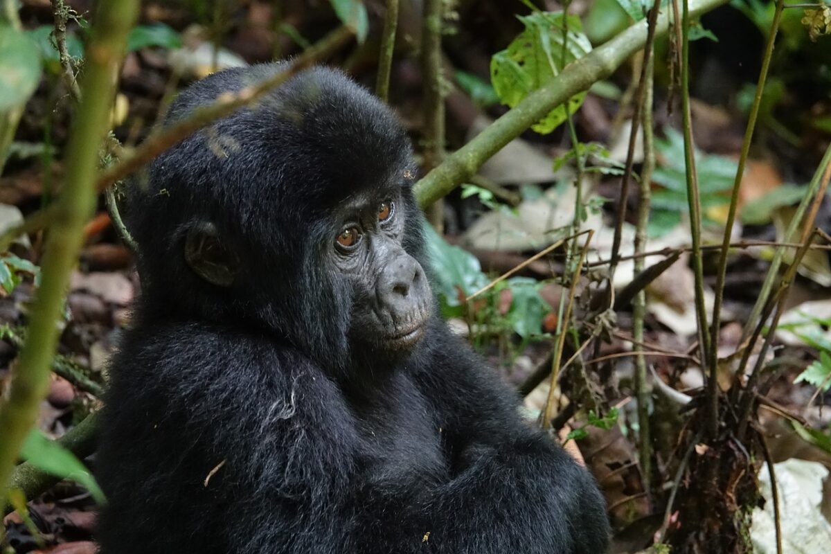 3 Days gorilla trekking safari in Rwanda