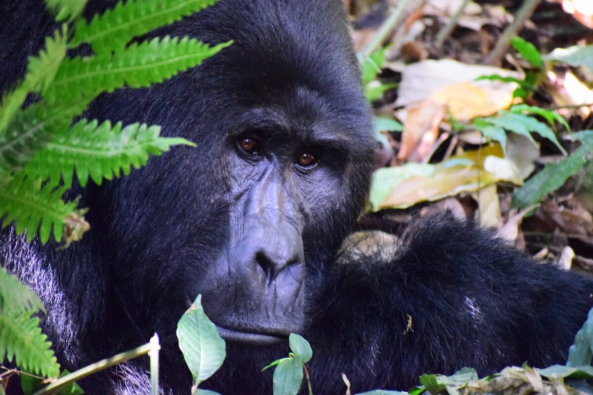 6 Days Uganda Safari And Chimpanzee Tracking