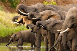 https://www.lightsonafrica.com/package/9-day-tanzania-b…migration-safari/