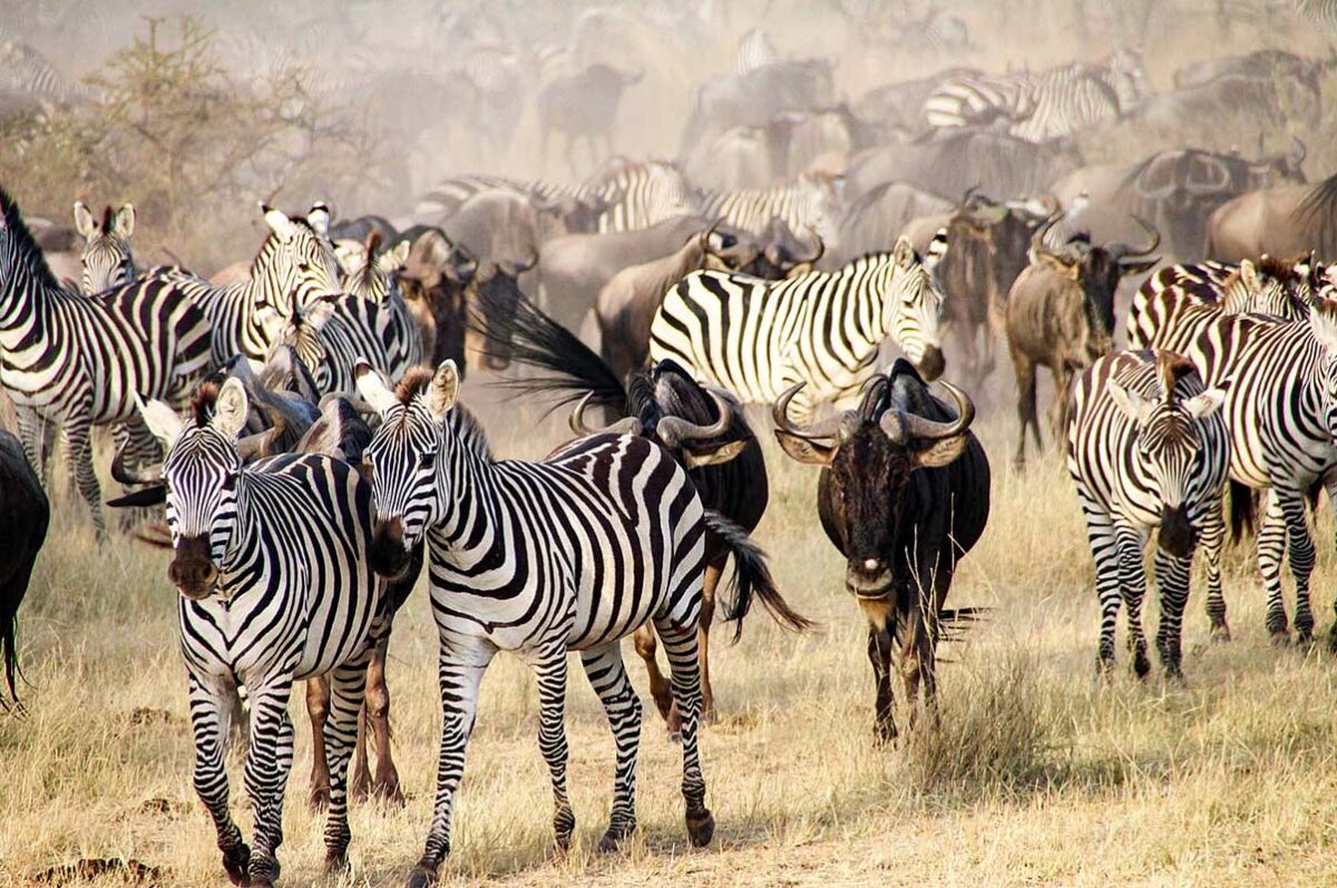 Serengeti Migration Safari mara crossing