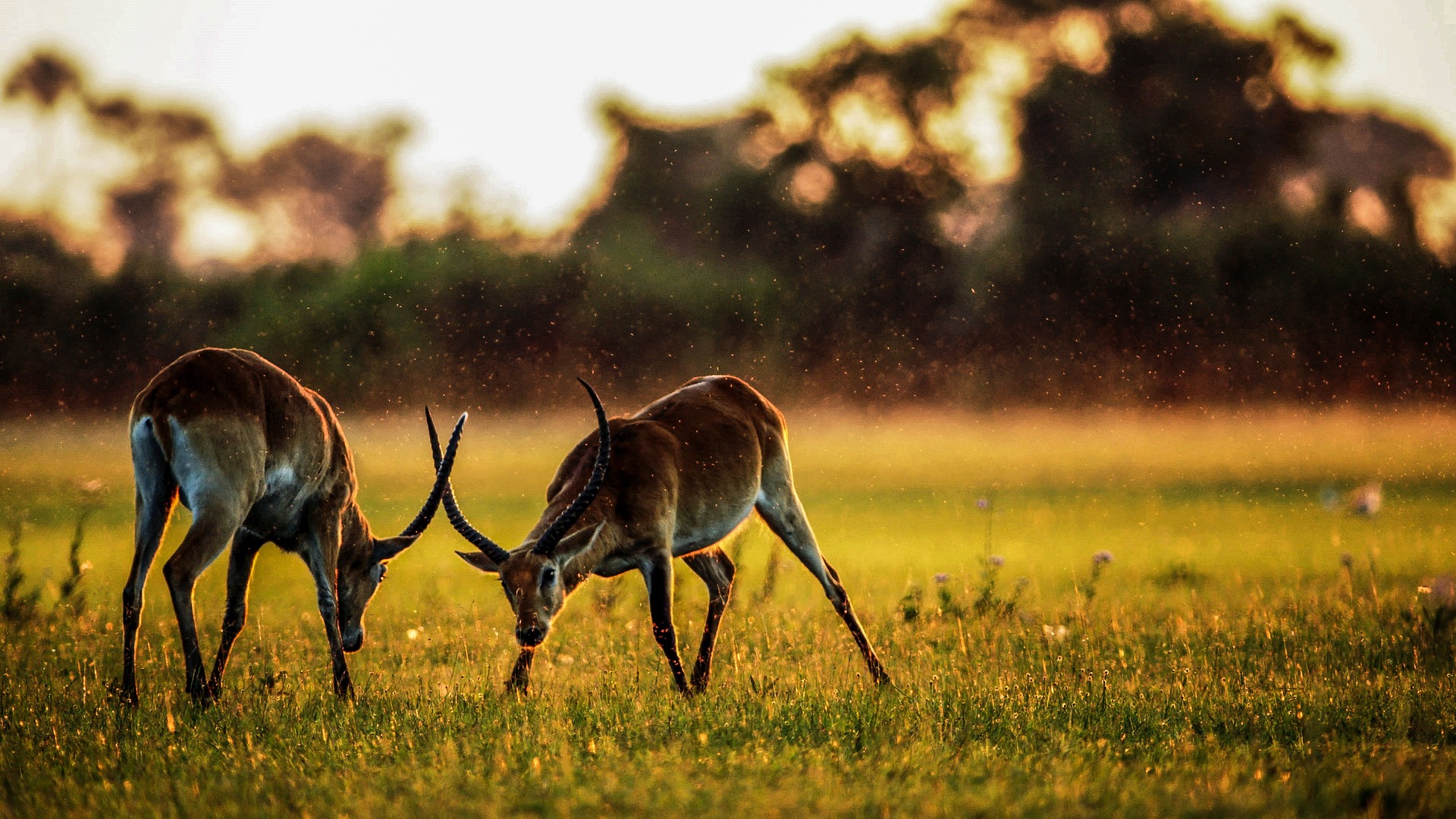 Design A Safari