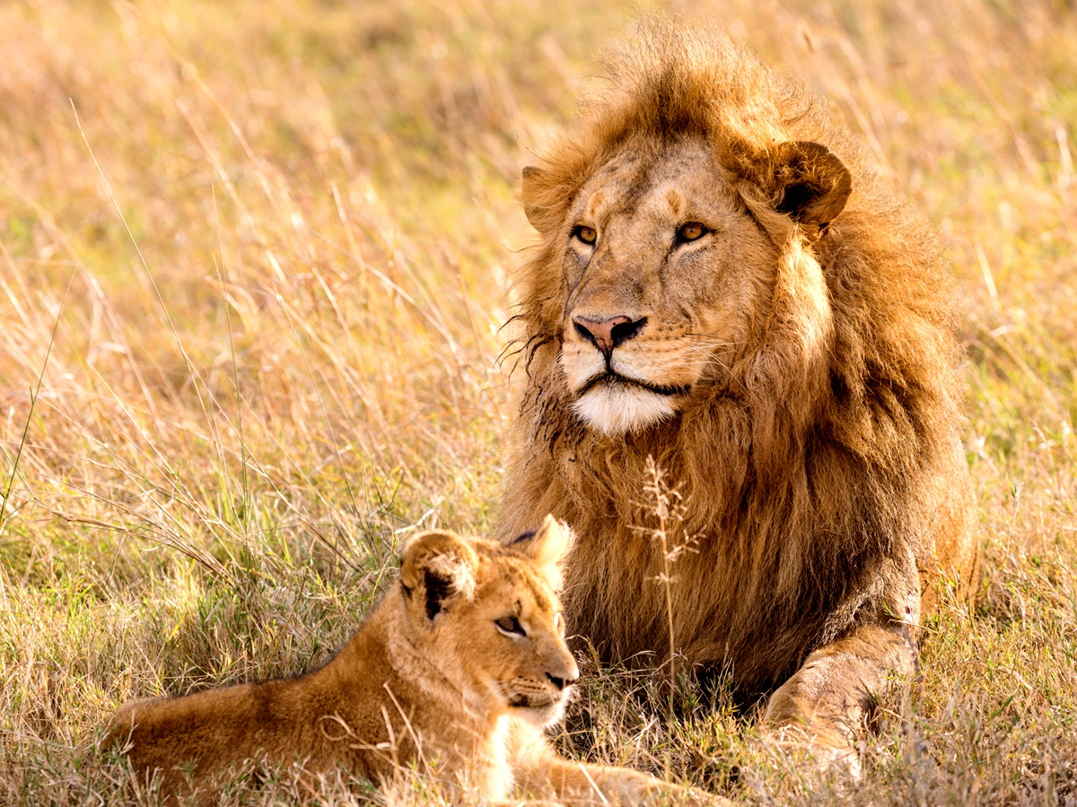 What Will You Capture on a Photographic Safari in Tanzania?