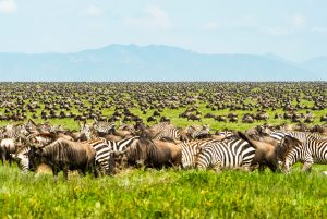 Photographic Safari in Tanzania