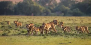 9 -Day Tanzania Big Five and Migration Safari