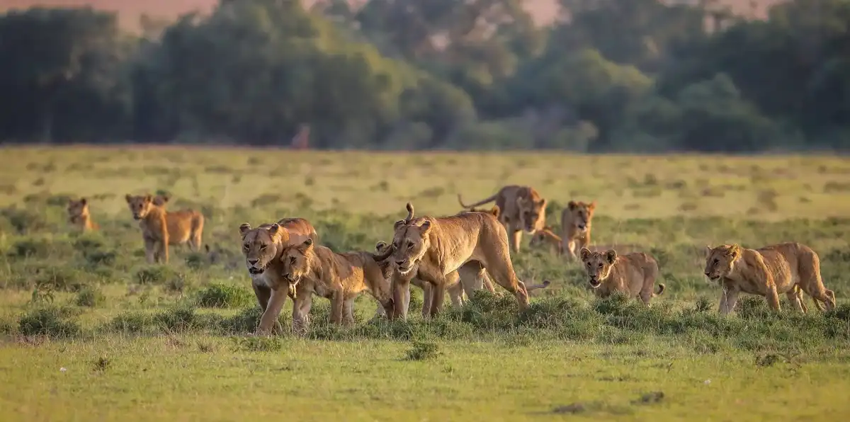 9 -Day Tanzania Big Five and Migration Safari