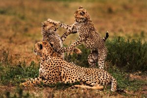9 -Day Tanzania Big Five and Migration Safari