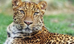 9 -Day Tanzania Big Five and Migration Safari
