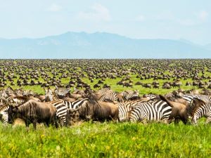 9 -Day Tanzania Big Five and Migration Safari