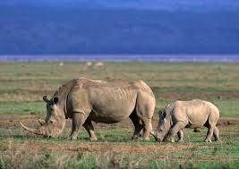 Ngorongoro Rhino