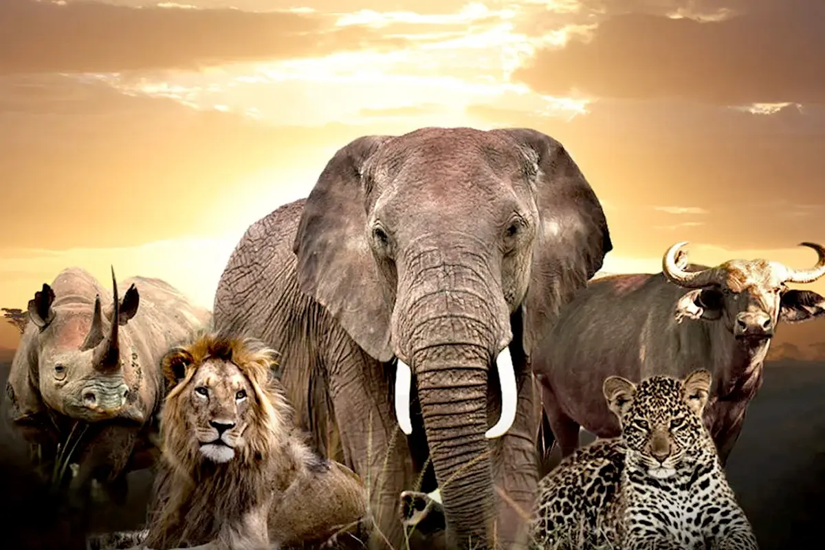 Serengeti Big Five Animals
