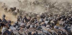 9 -Day Tanzania Big Five and Migration Safari