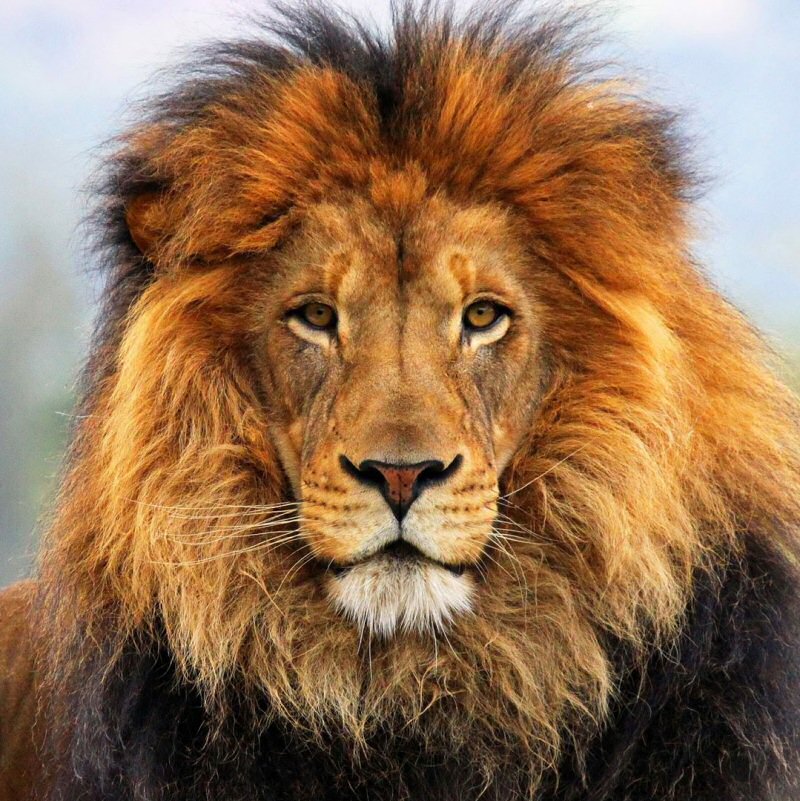 9 -Day Tanzania Big Five and Migration Safari
