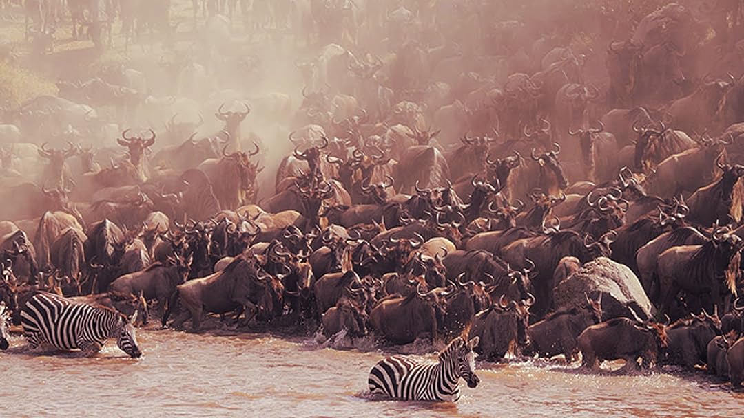 6 Days- Maasai Mara and Serengeti Migration Safari- Mara river Crossing- July-September