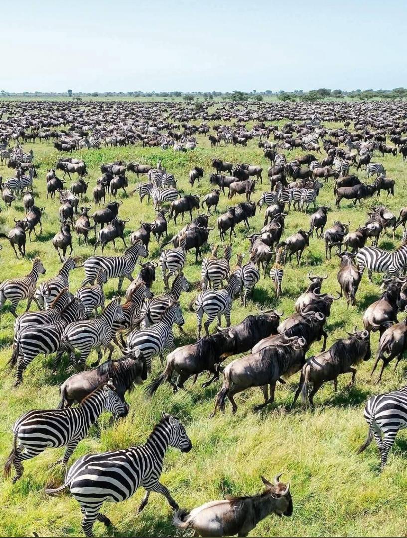 Tanzania Big Five and Migration Safari Guide: The Ultimate African Adventure